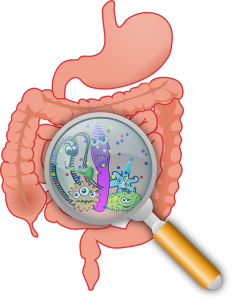 Dessin d'intestin avec une loupe devant qui montre le microbiote intestinal