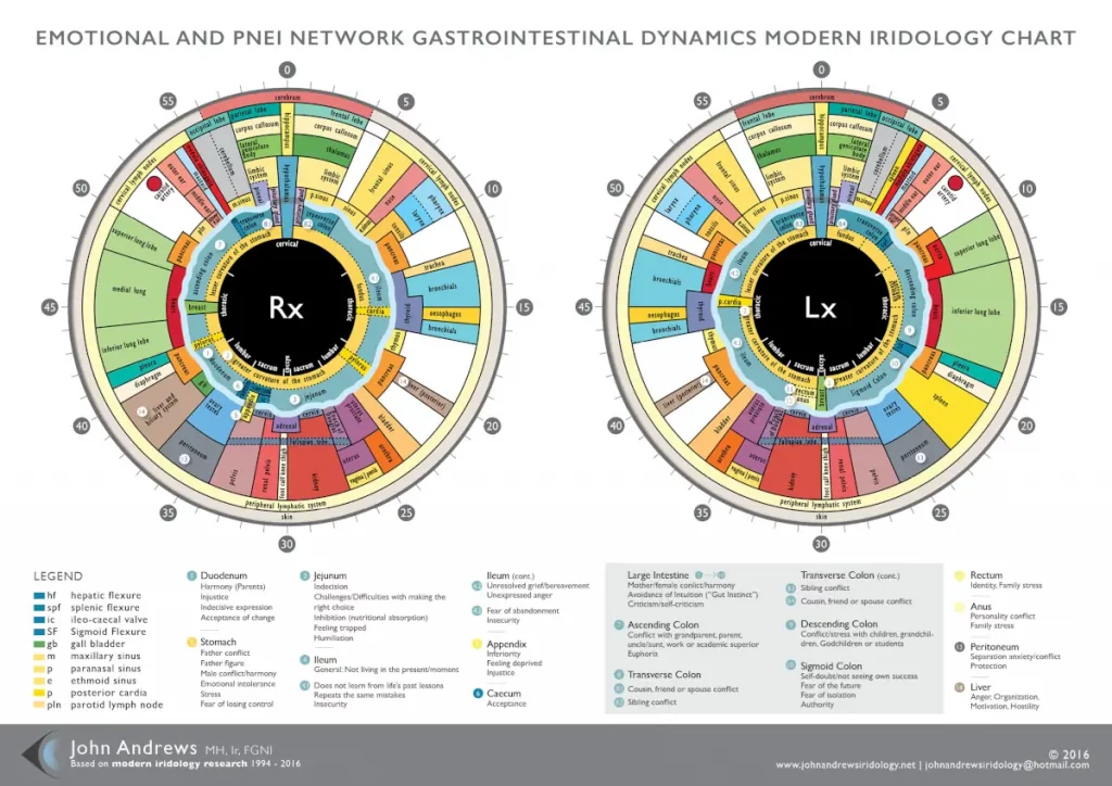 Carte des iris de l'oeil utilisée dans le cadre de l'iridologie.